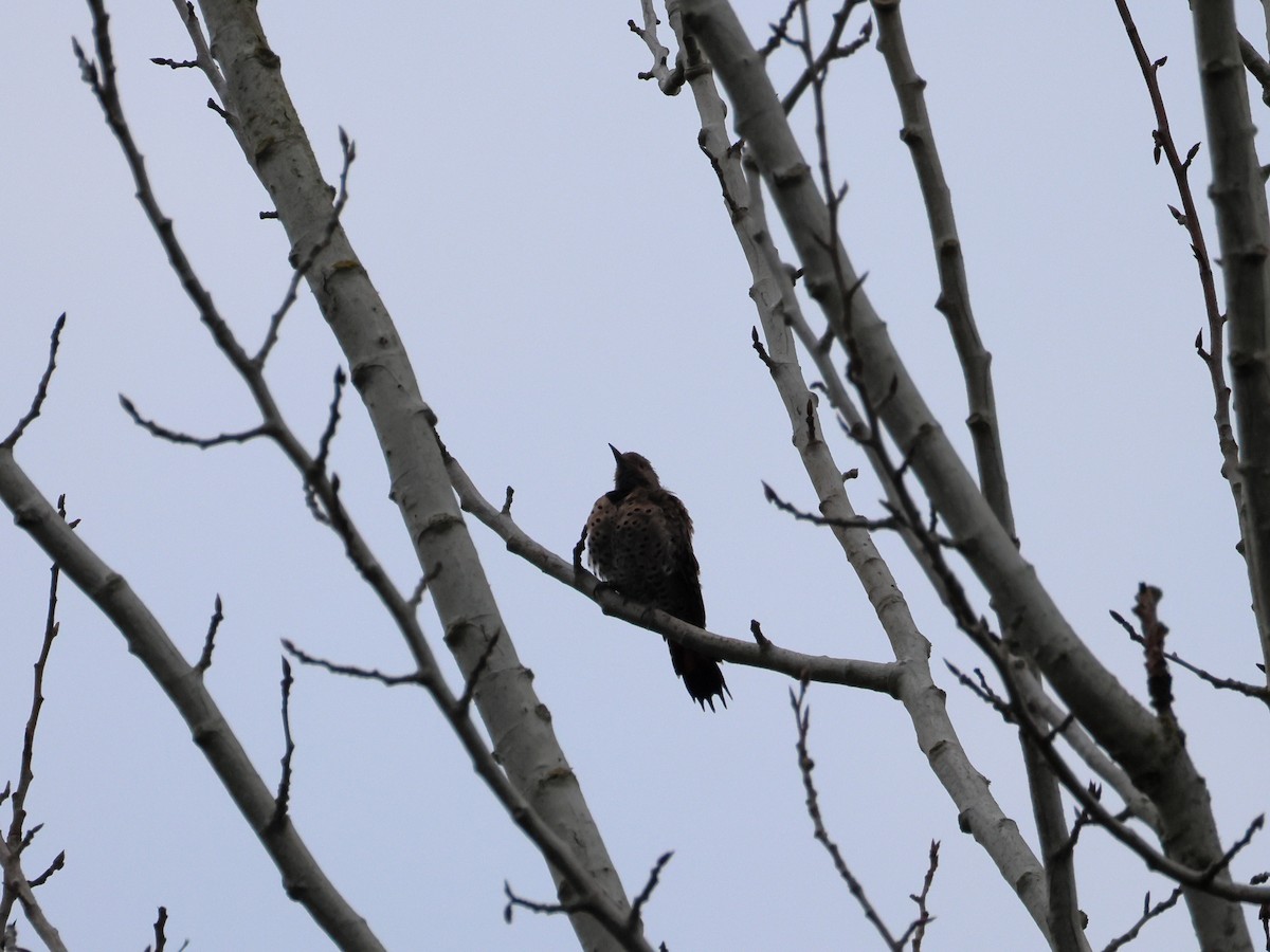 Northern Flicker - ML641411659