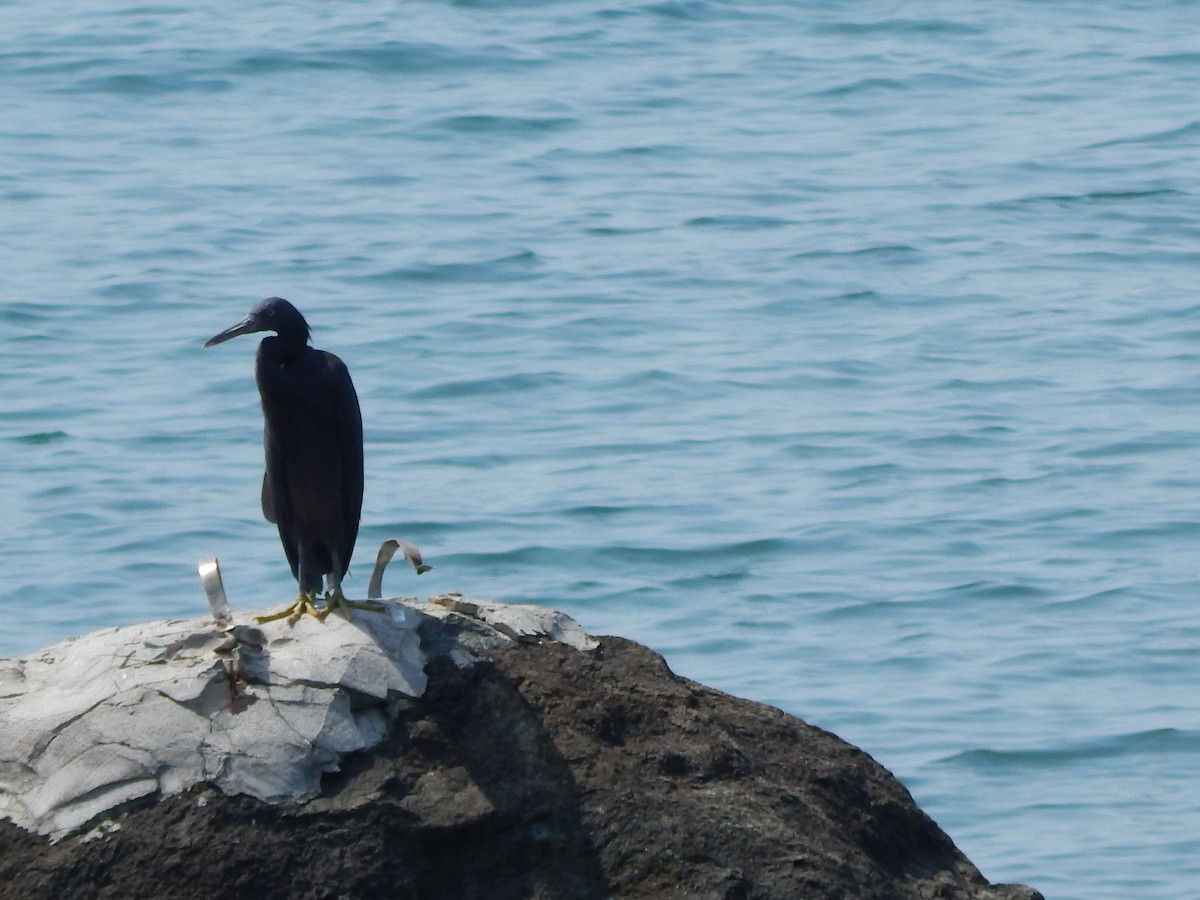 Pacific Reef-Heron - ML641411688