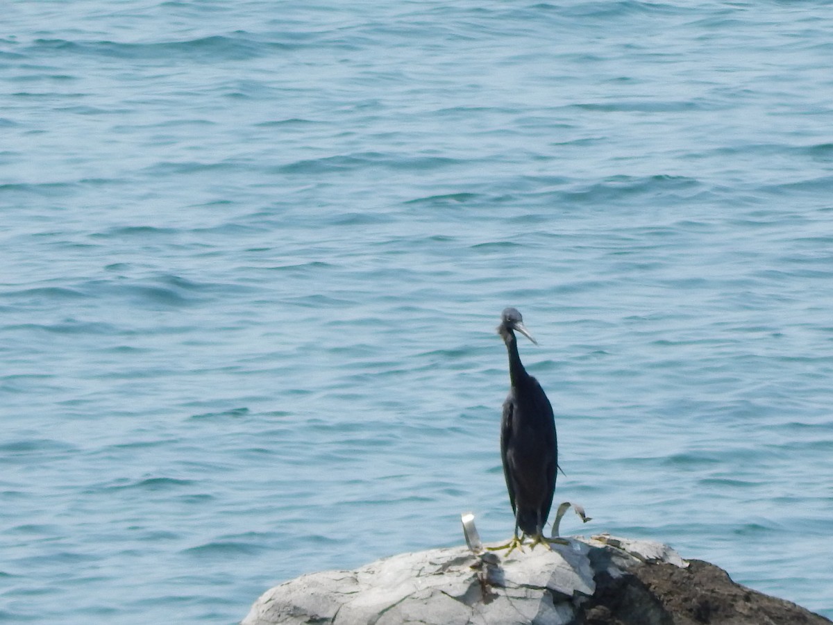 Pacific Reef-Heron - ML641411689