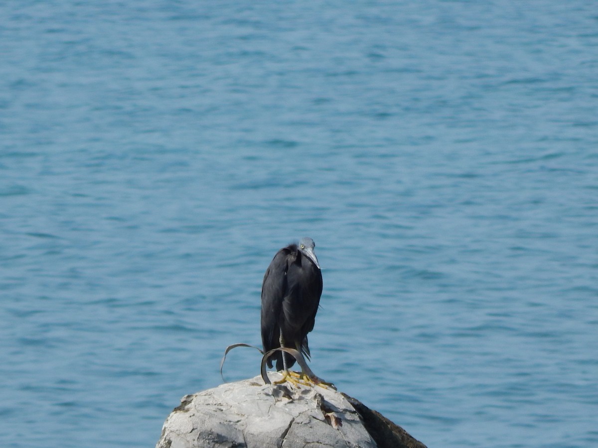 Pacific Reef-Heron - ML641411690