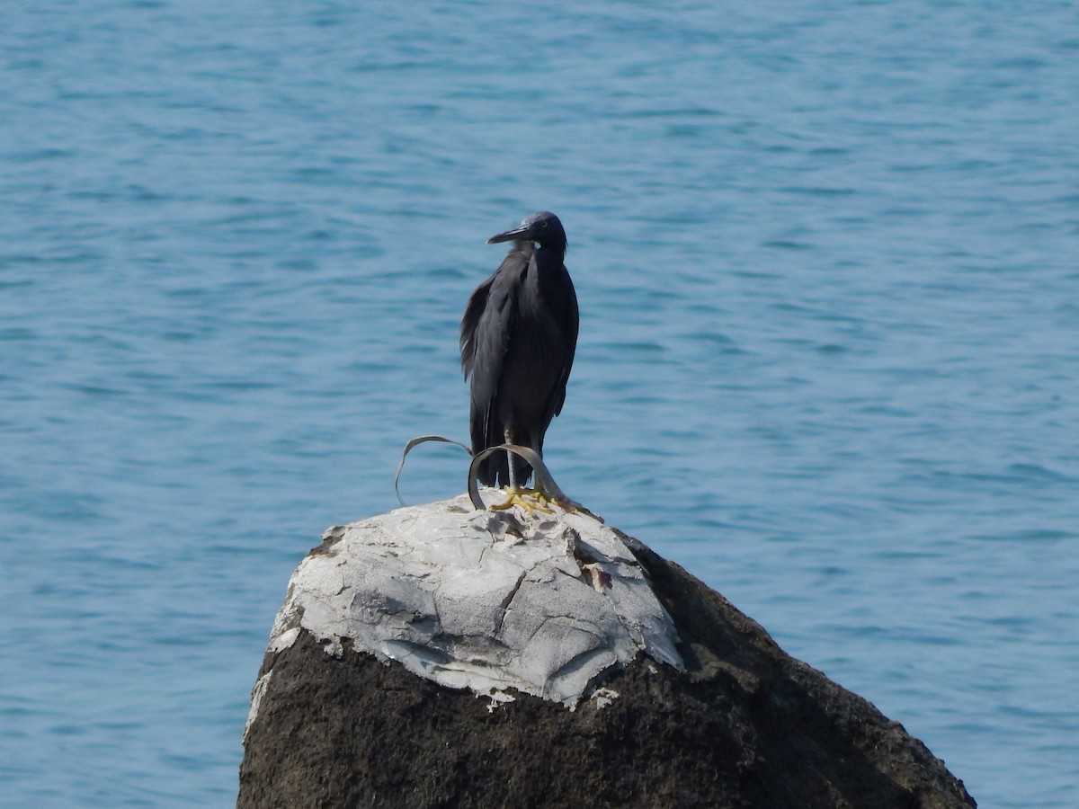 Pacific Reef-Heron - ML641411691