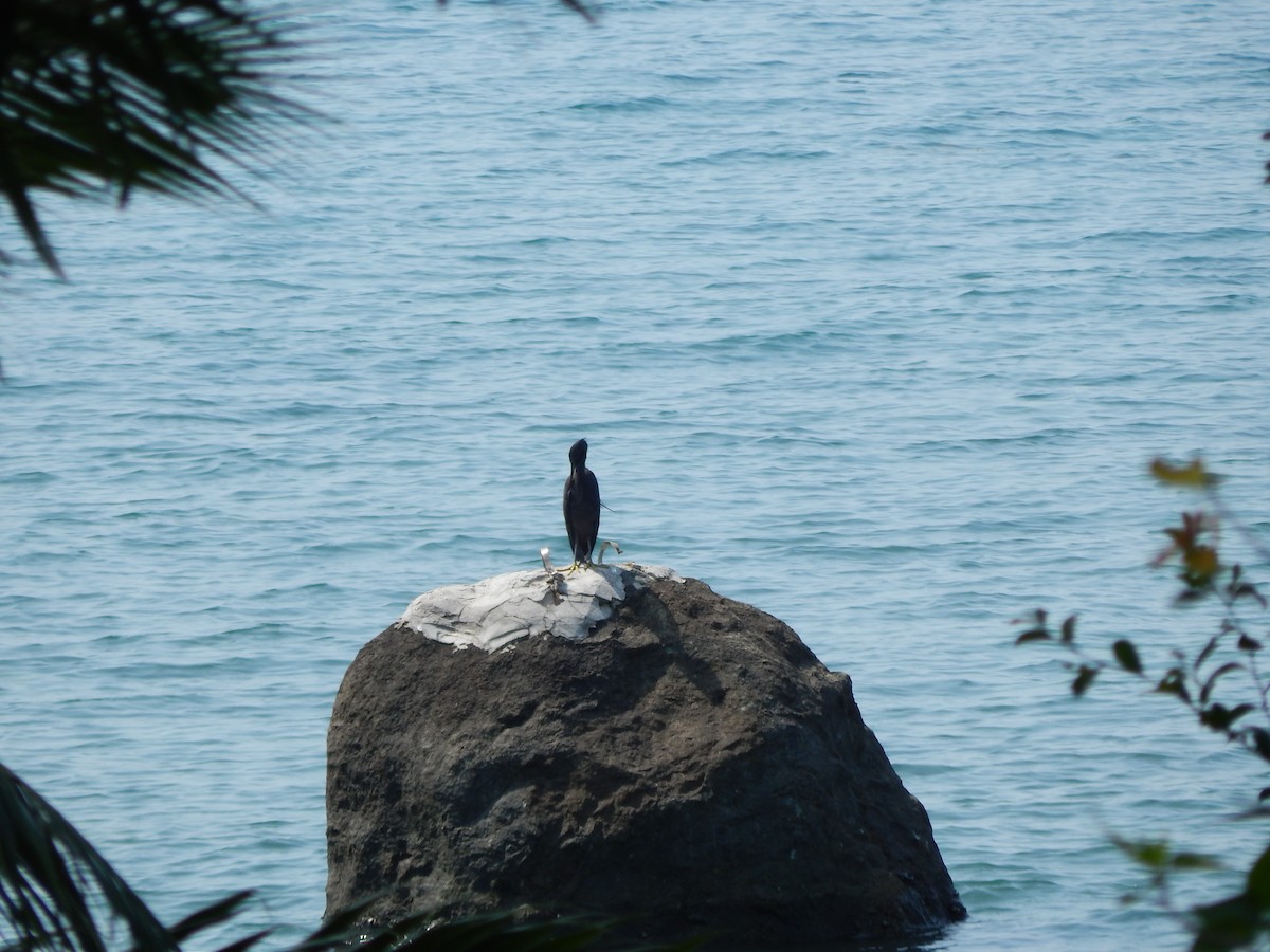 Pacific Reef-Heron - ML641411692