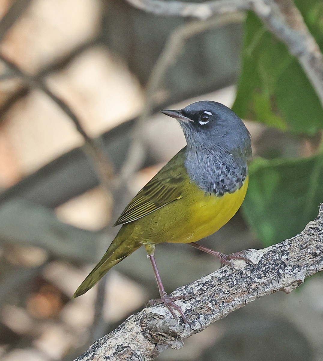 MacGillivray's Warbler - ML641411698