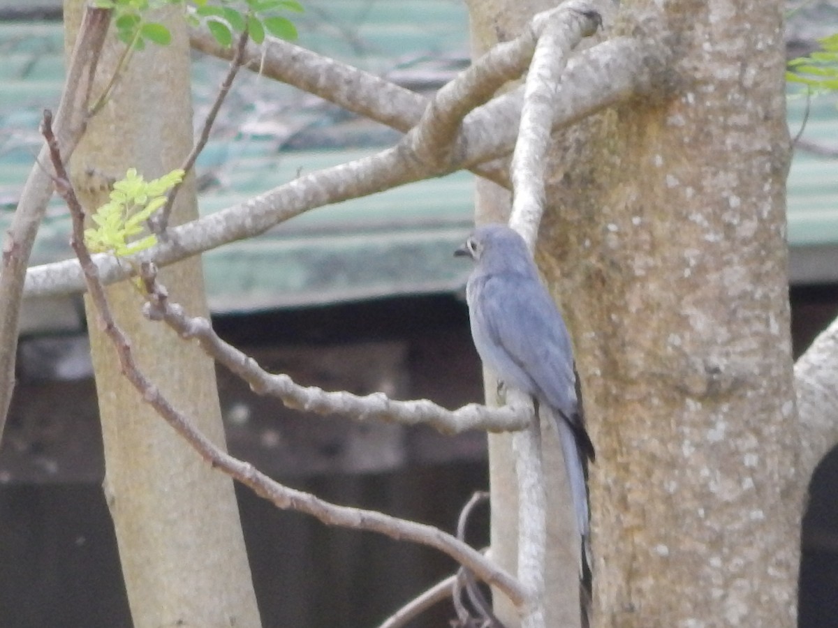 Ashy Drongo (White-cheeked) - ML641411705