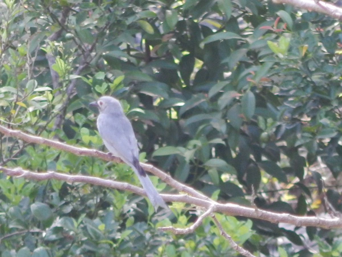 Ashy Drongo (White-cheeked) - ML641411706