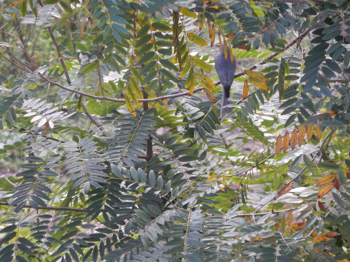 Ashy Drongo (White-cheeked) - ML641411708