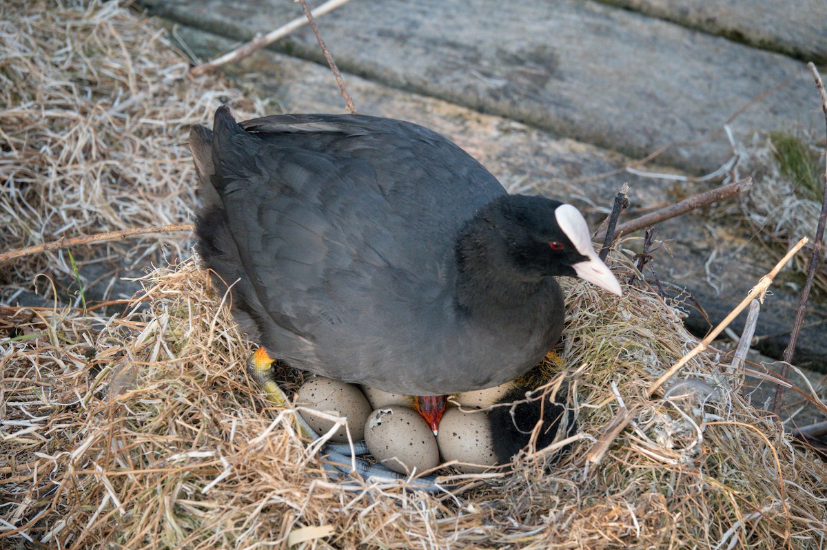 sothøne - ML641411757
