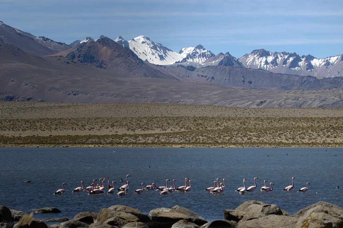 punaflamingo - ML641411772