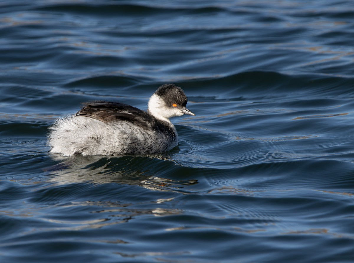 sølvdykker (juninensis) - ML641411785