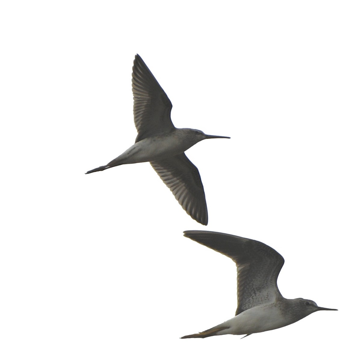 Stilt Sandpiper - ML641411819