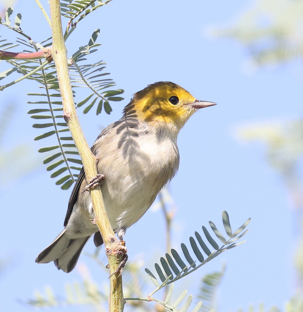 Hermit Warbler - ML641411821