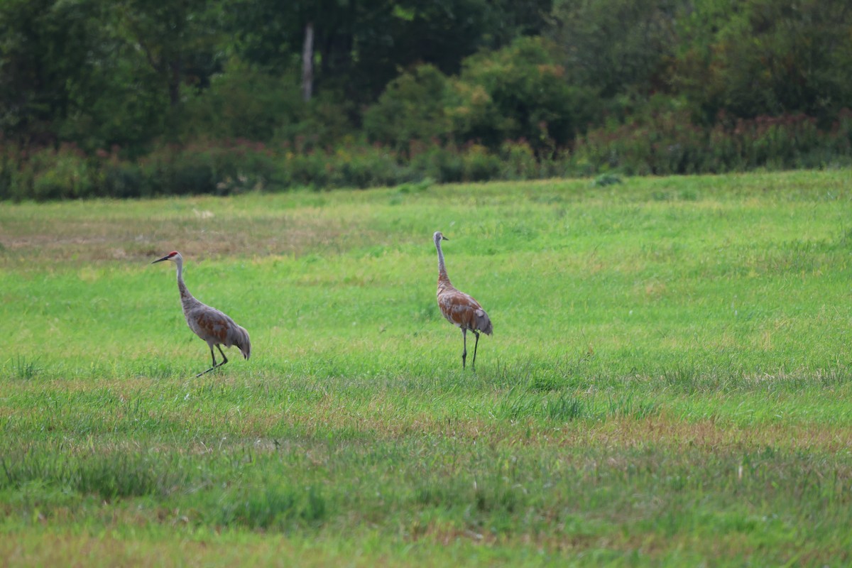 Sandhill Crane - ML641411827