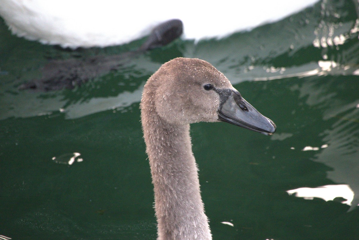 コブハクチョウ - ML641411843