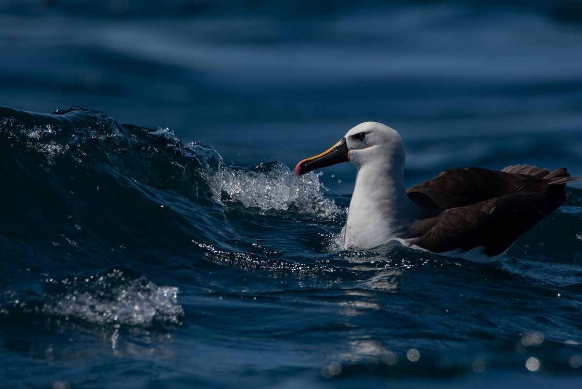Atlantic Yellow-nosed Albatross - ML641411866