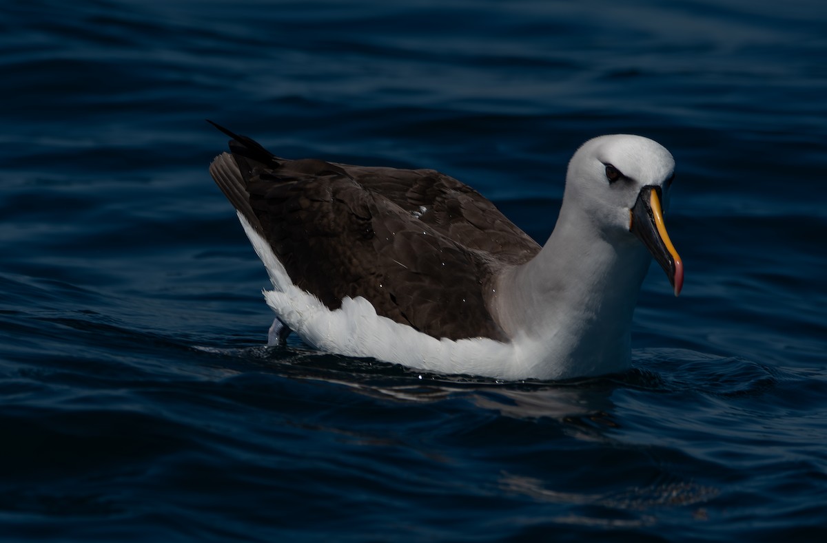 Atlantic Yellow-nosed Albatross - ML641411868