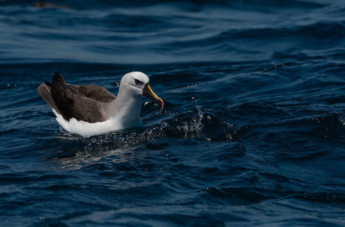 Atlantic Yellow-nosed Albatross - ML641411870
