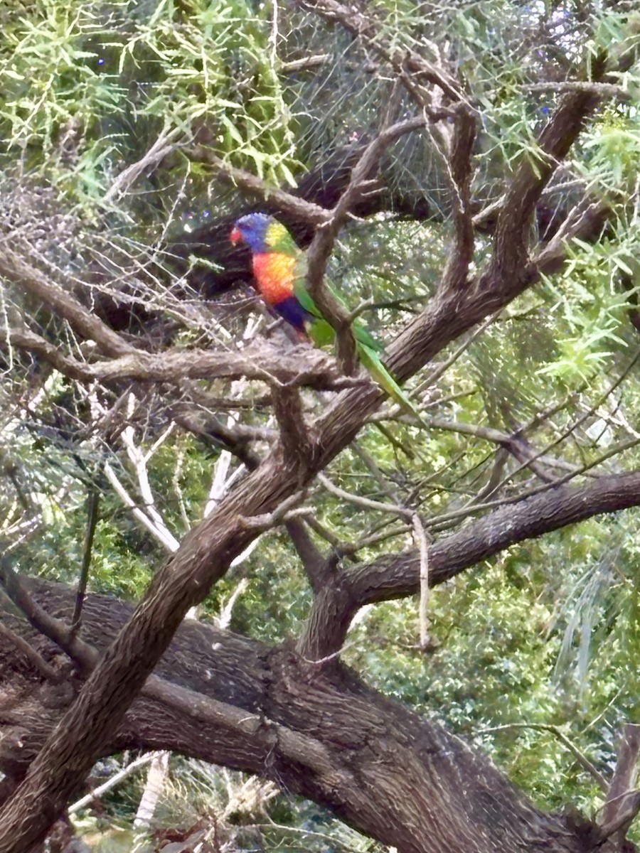 Rainbow Lorikeet - ML641411925