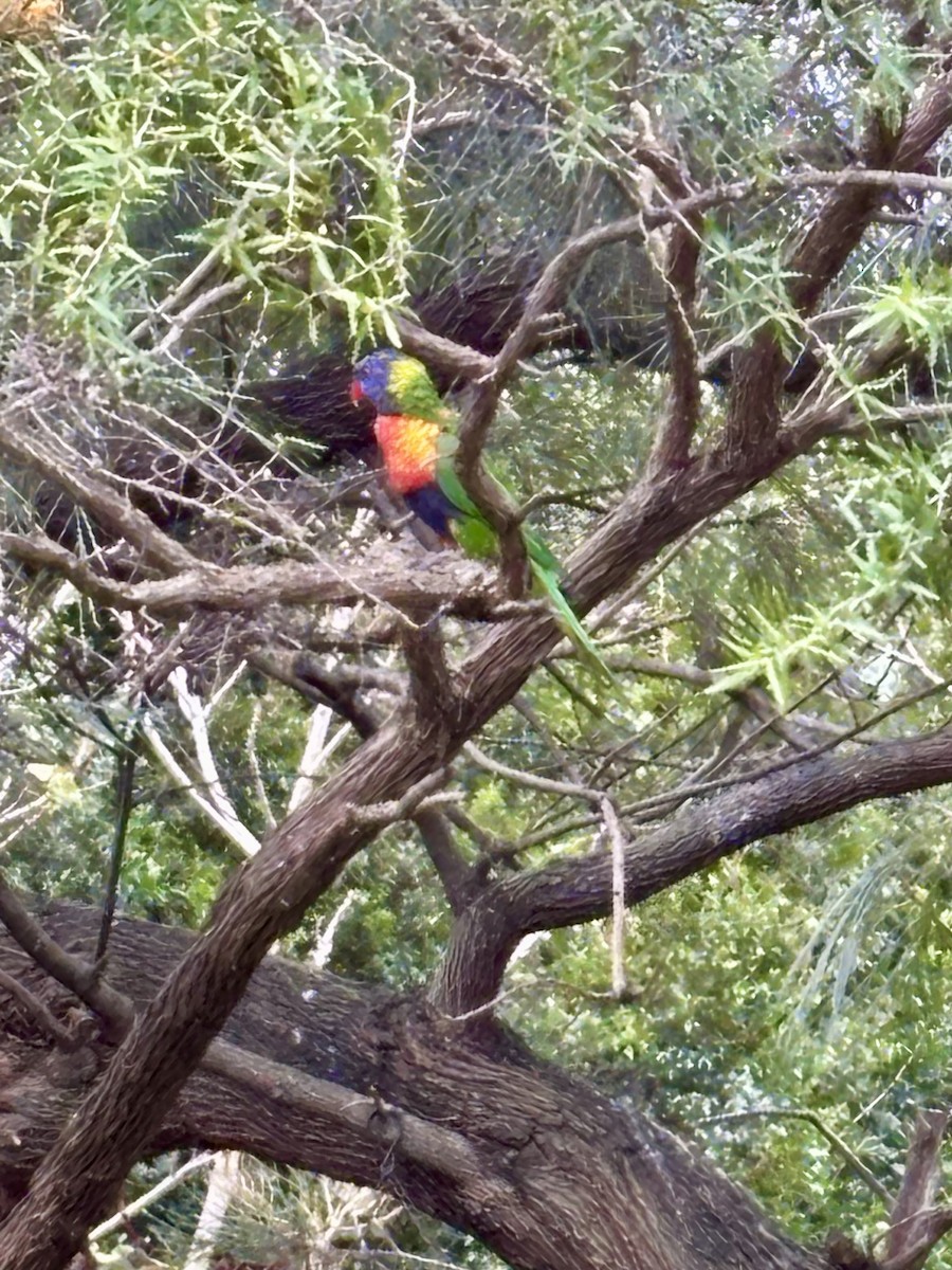 Rainbow Lorikeet - ML641411926