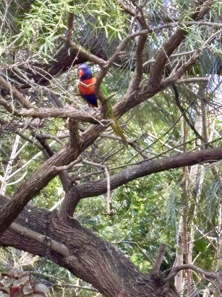 Rainbow Lorikeet - ML641411927