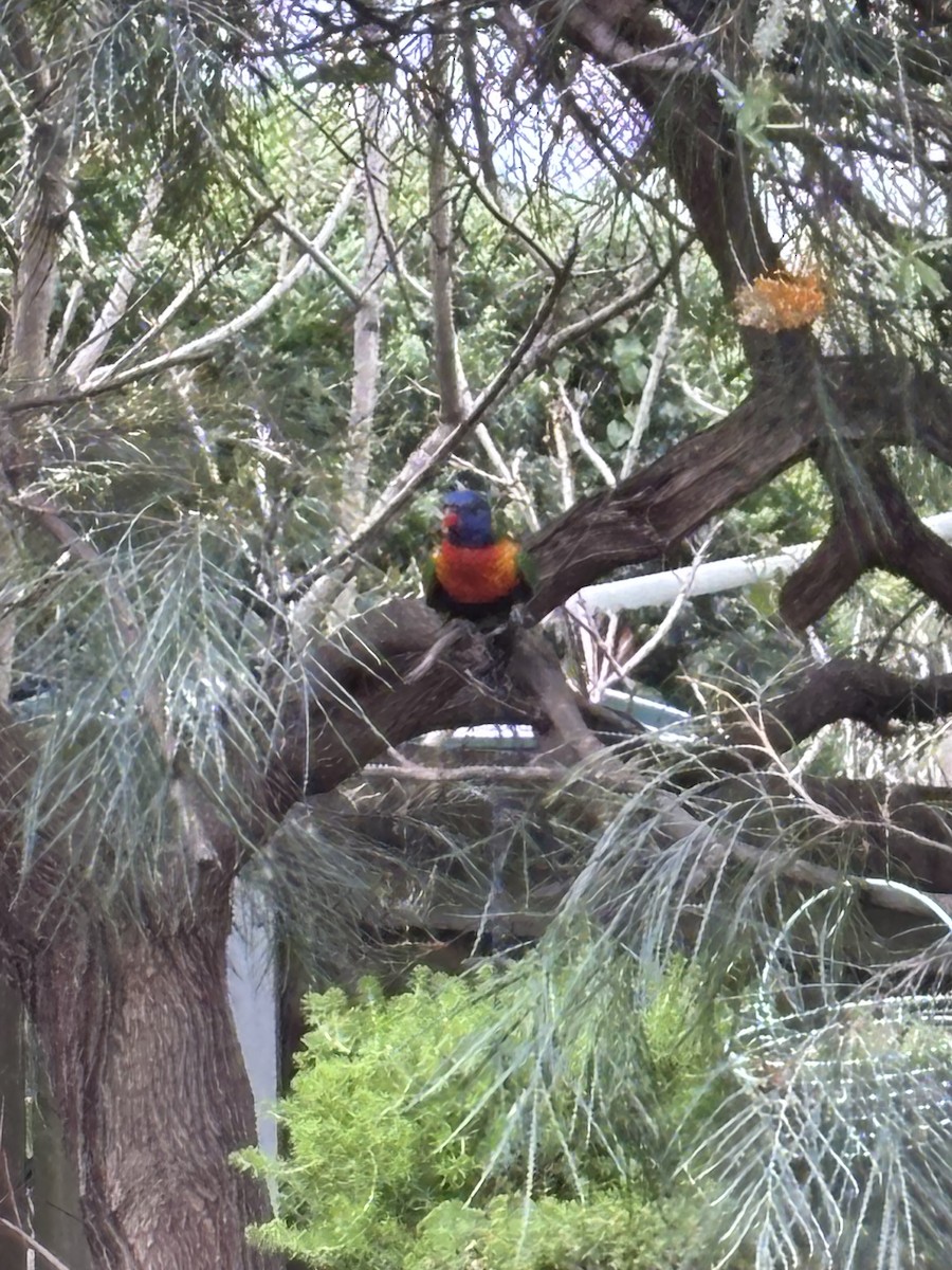 Rainbow Lorikeet - ML641411928