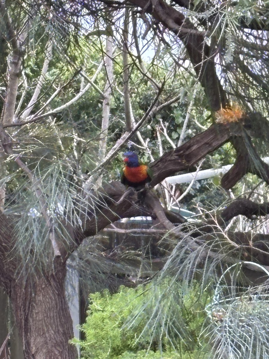 Rainbow Lorikeet - ML641411930