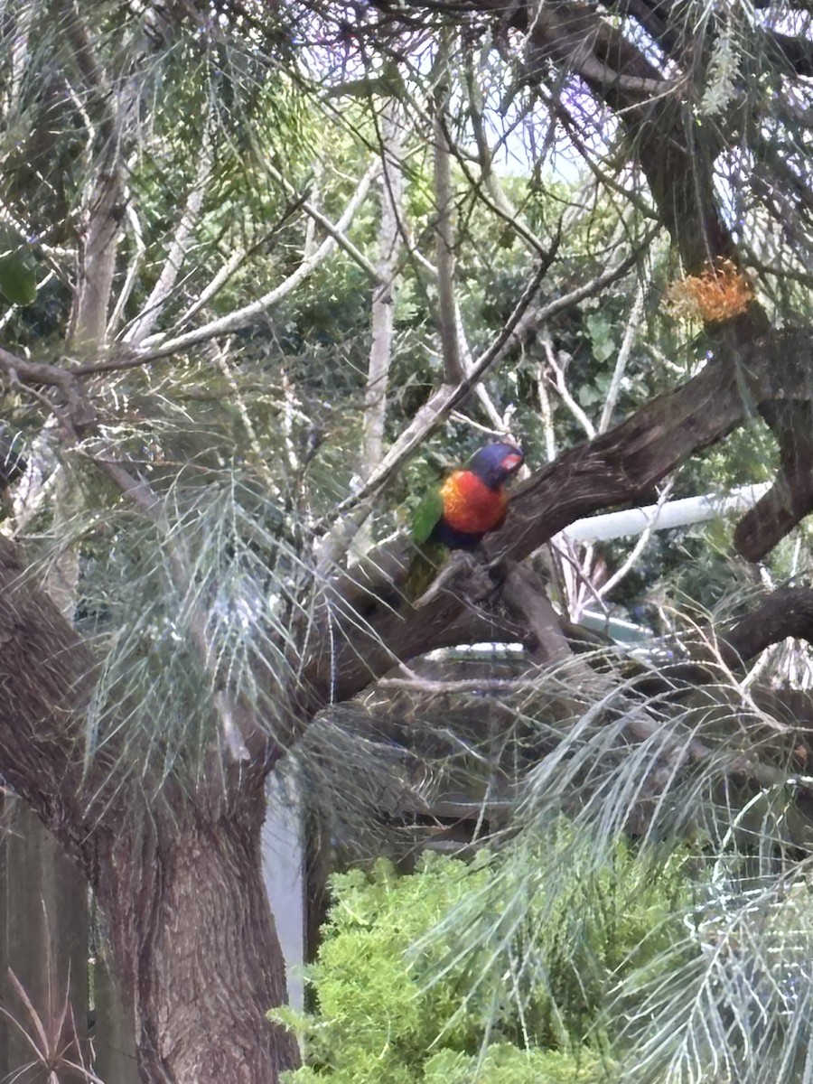 Rainbow Lorikeet - ML641411931
