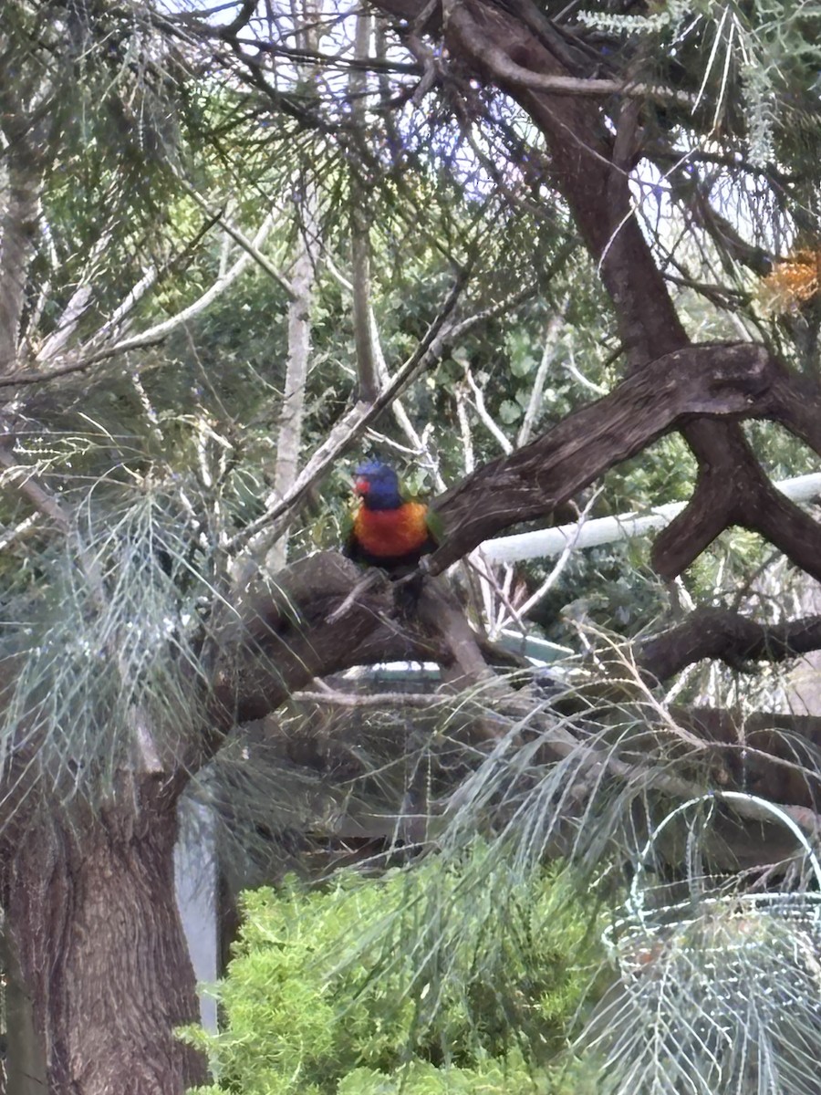 Rainbow Lorikeet - ML641411932