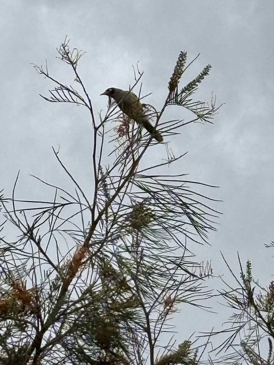 Noisy Miner - ML641411938