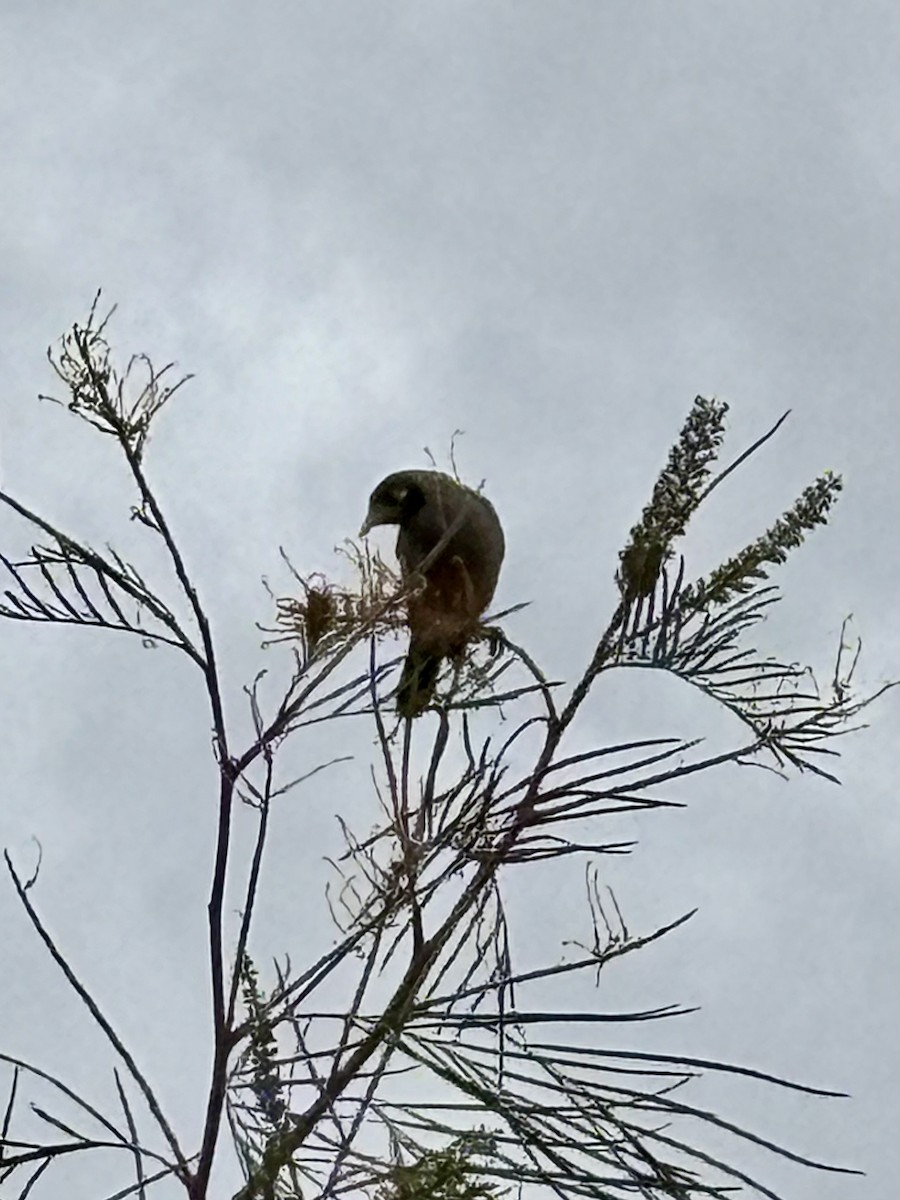 Noisy Miner - ML641411939