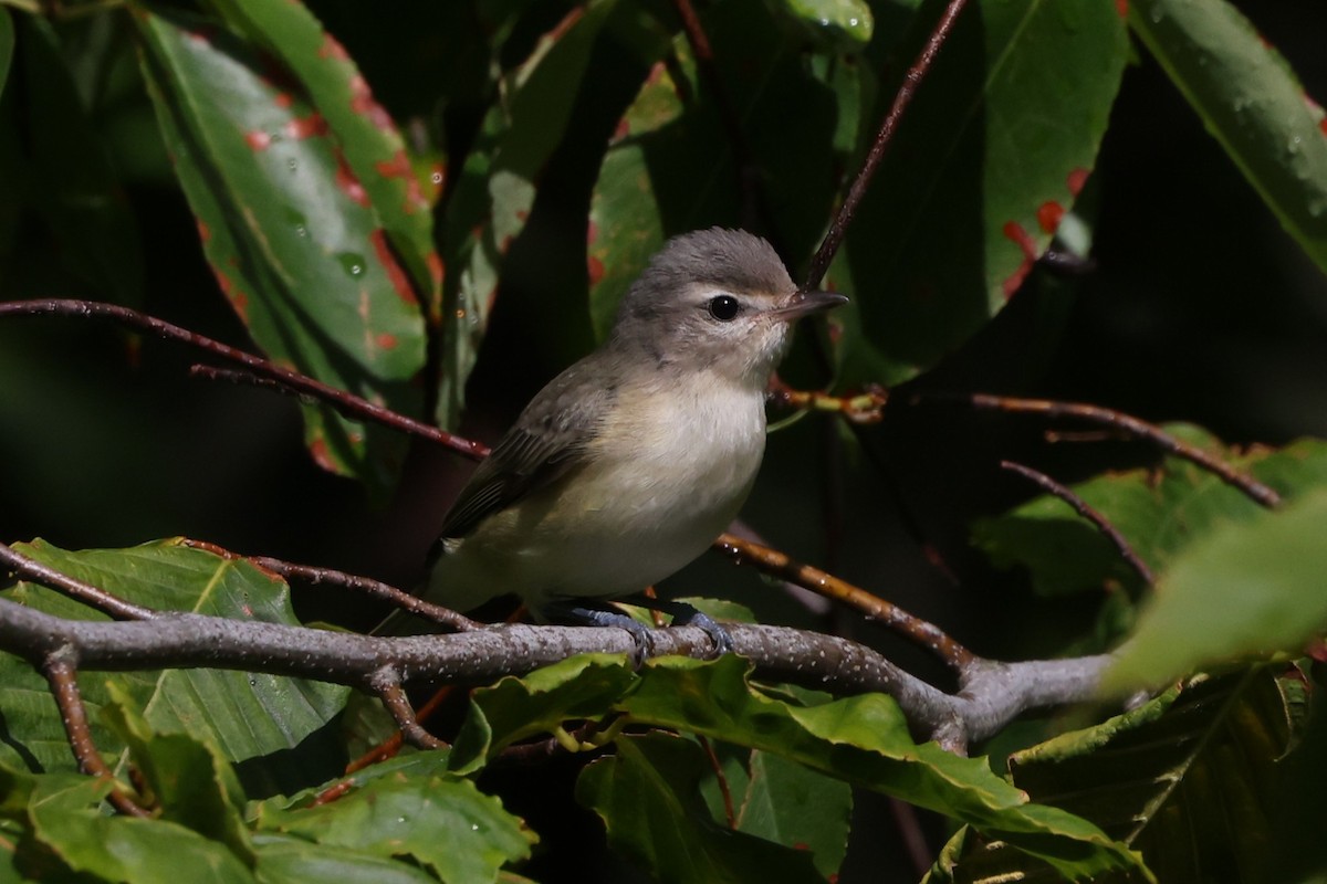 Warbling Vireo (Eastern) - ML641411940