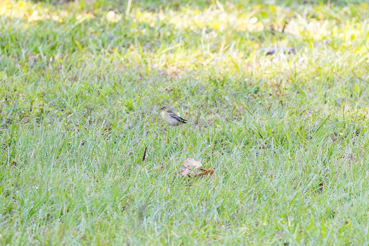 Pine Warbler - ML641411942