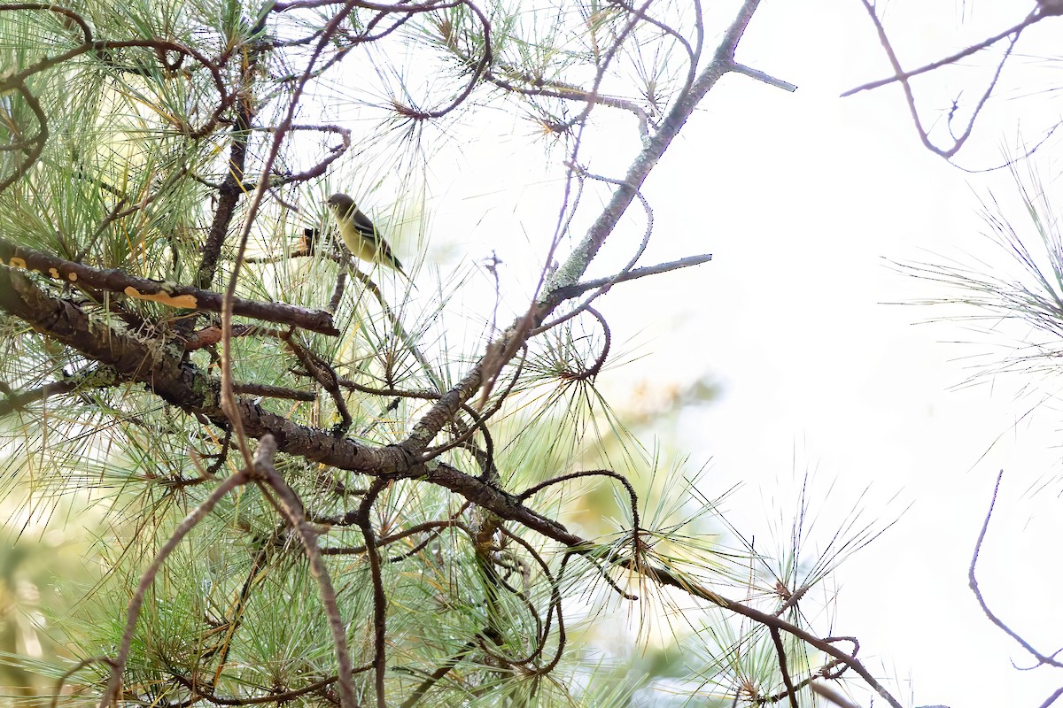 Pine Warbler - ML641411943