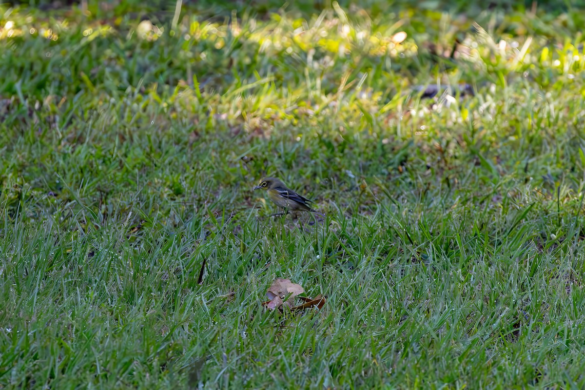Pine Warbler - ML641411944