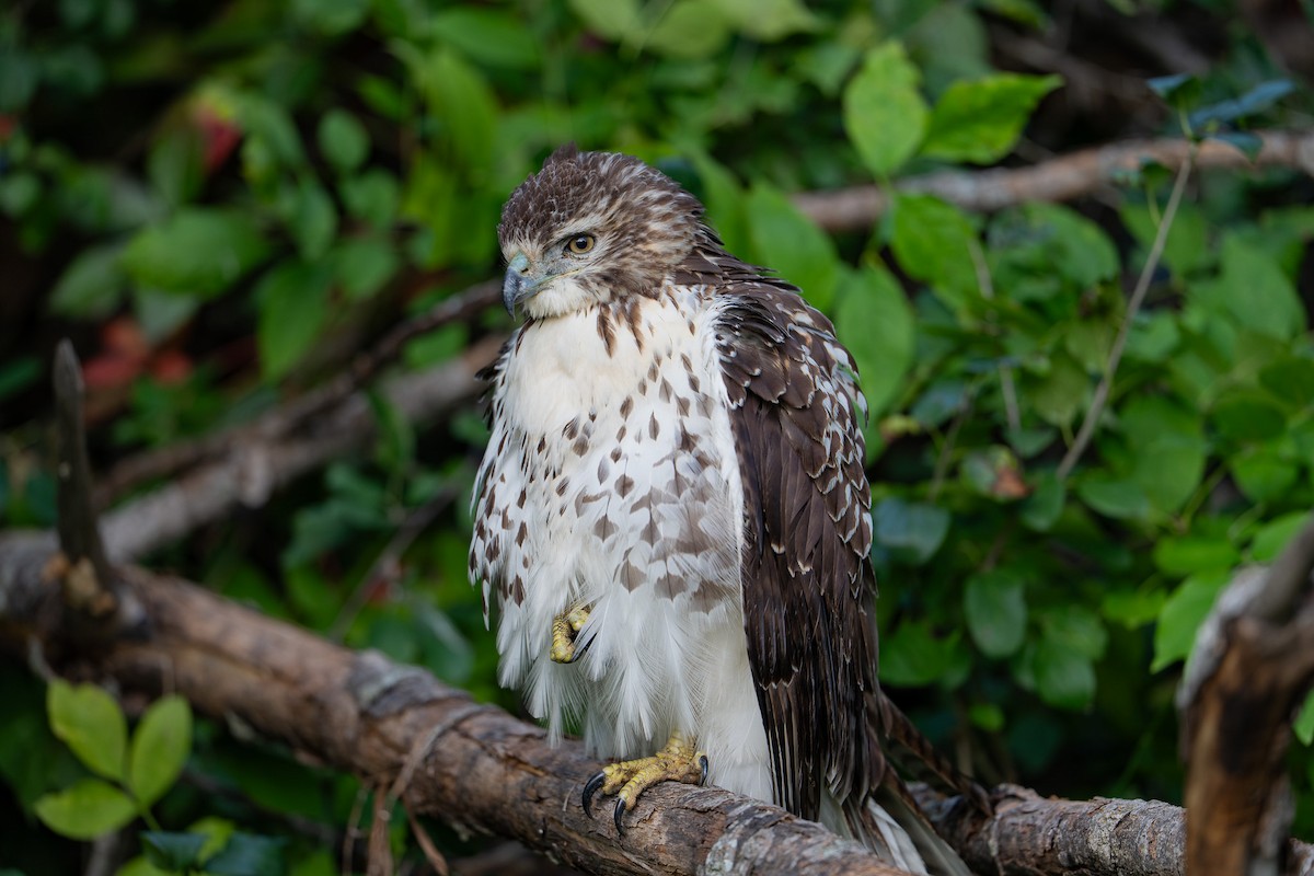 Red-tailed Hawk - ML641411946