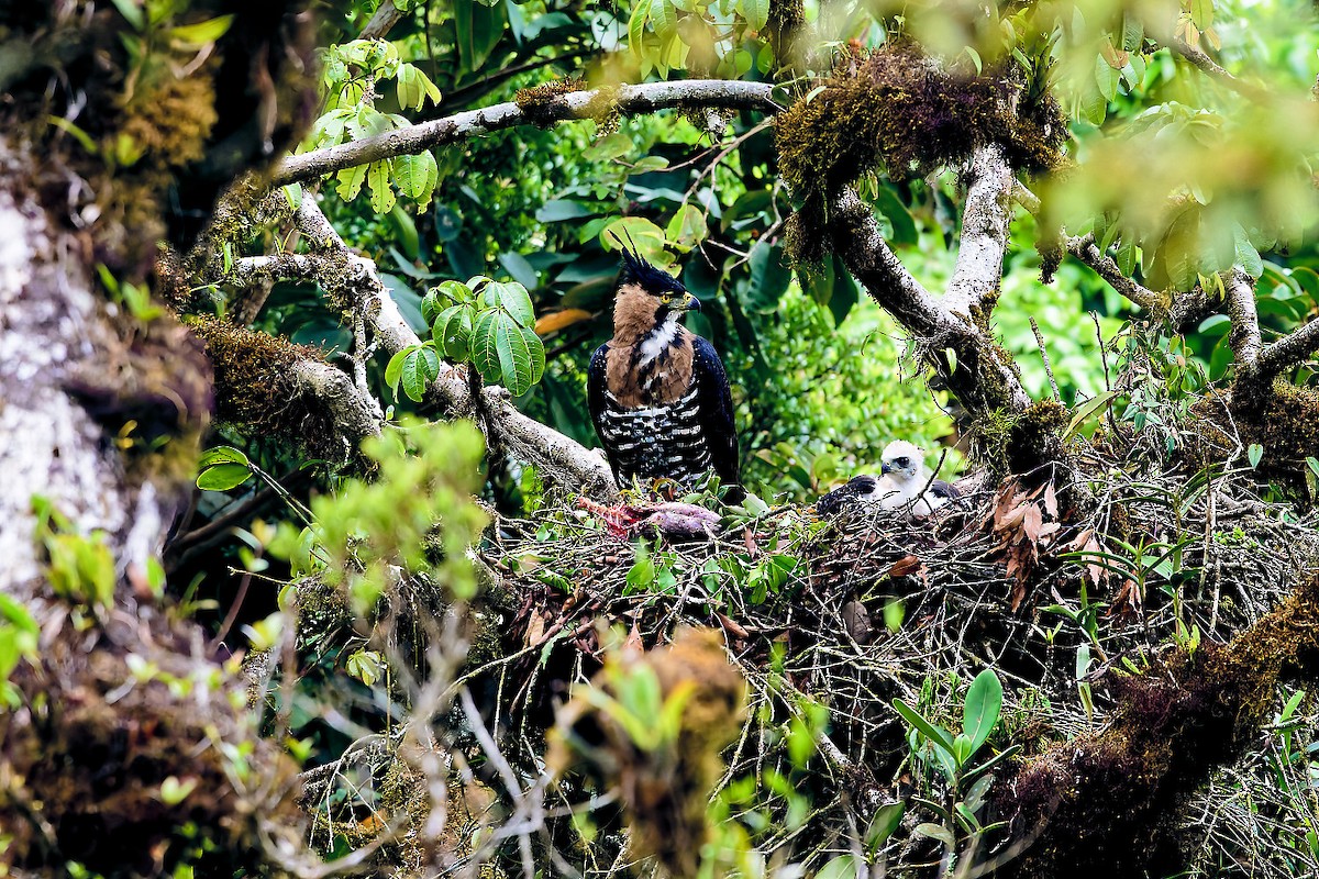 Ornate Hawk-Eagle - ML641411947
