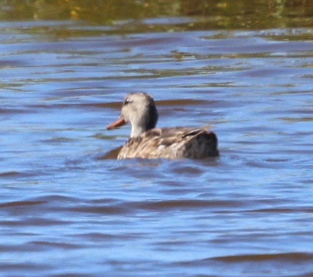 Gadwall - ML641411948