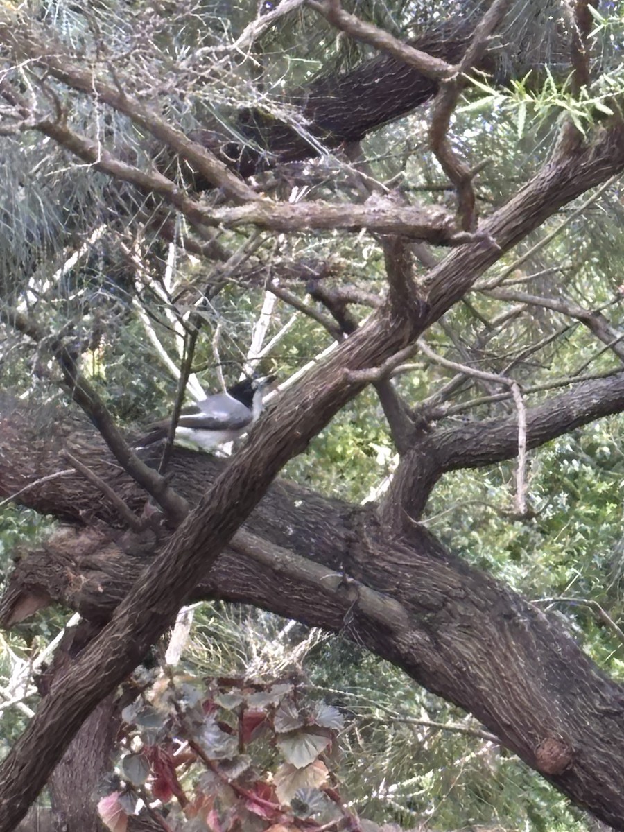 Gray Butcherbird - ML641411949