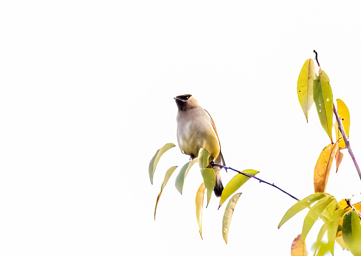 Cedar Waxwing - ML641411950