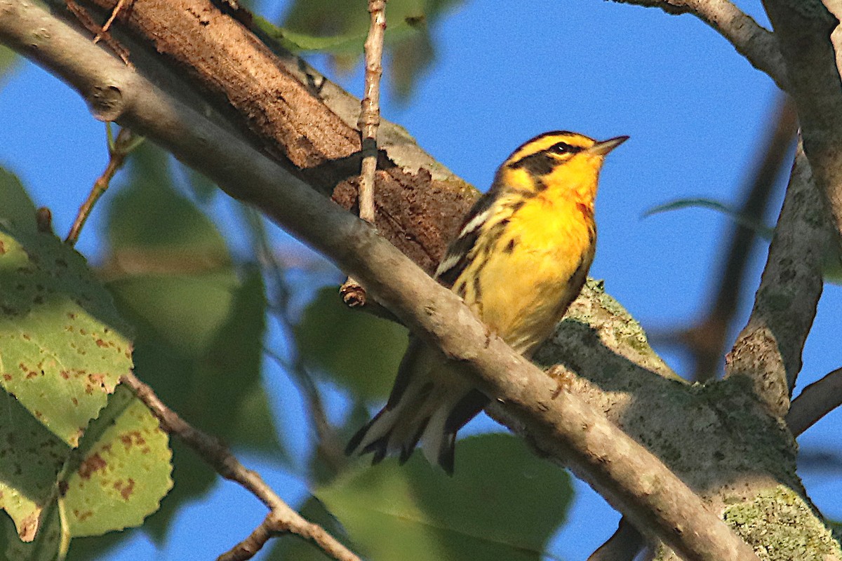 Blackburnian Warbler - ML641411951