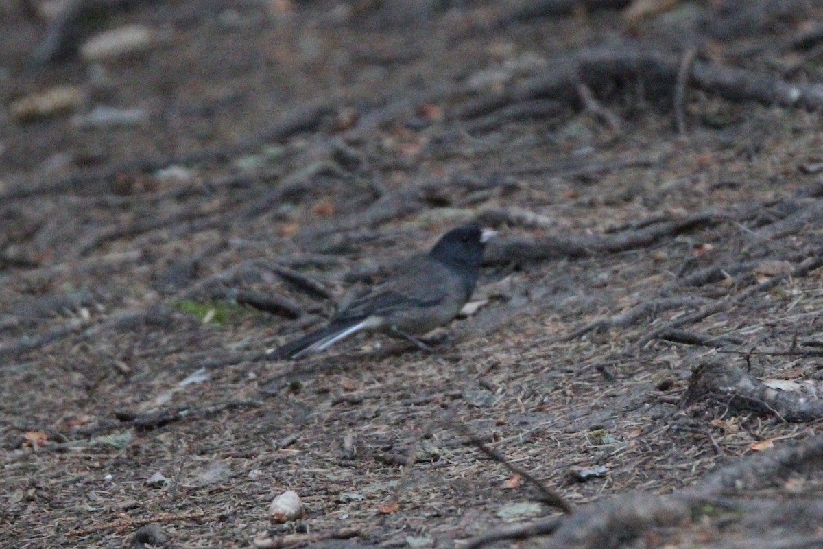 Dark-eyed Junco - ML641411952