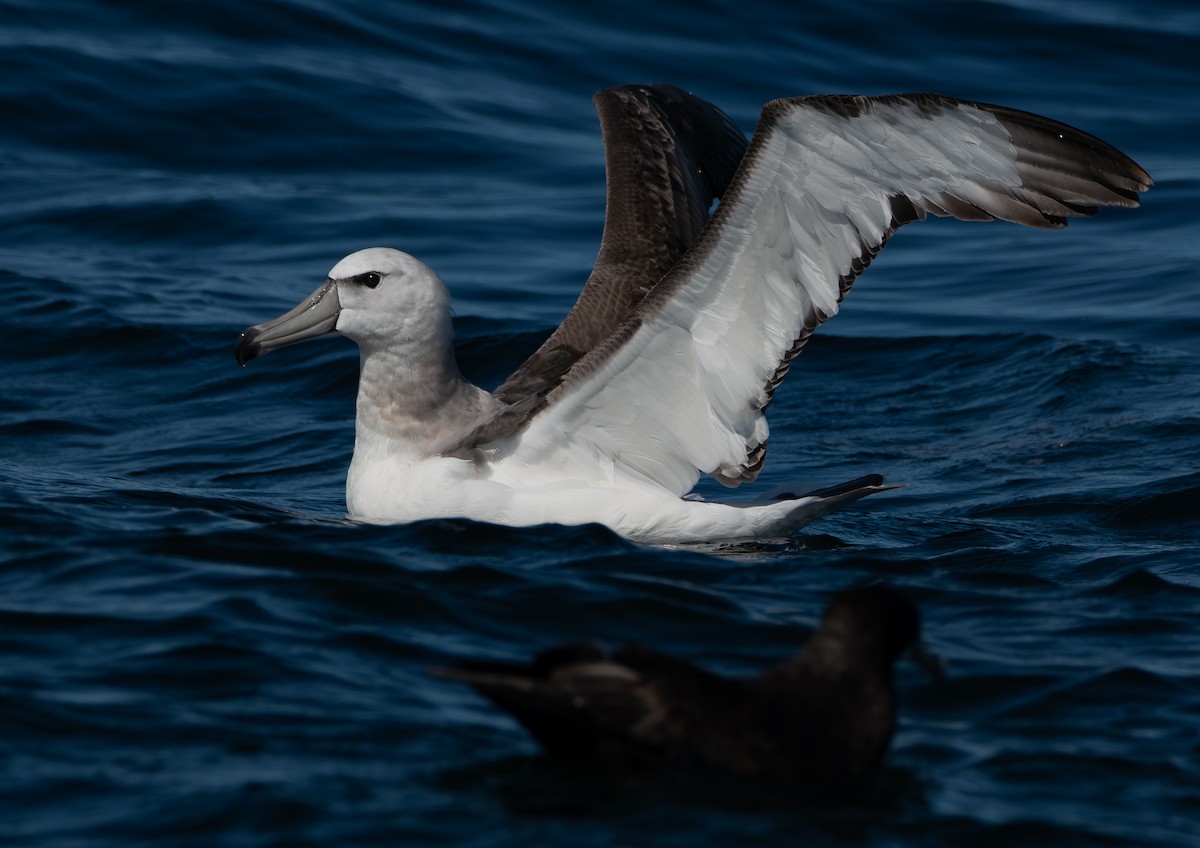 White-capped Albatross - ML641411953