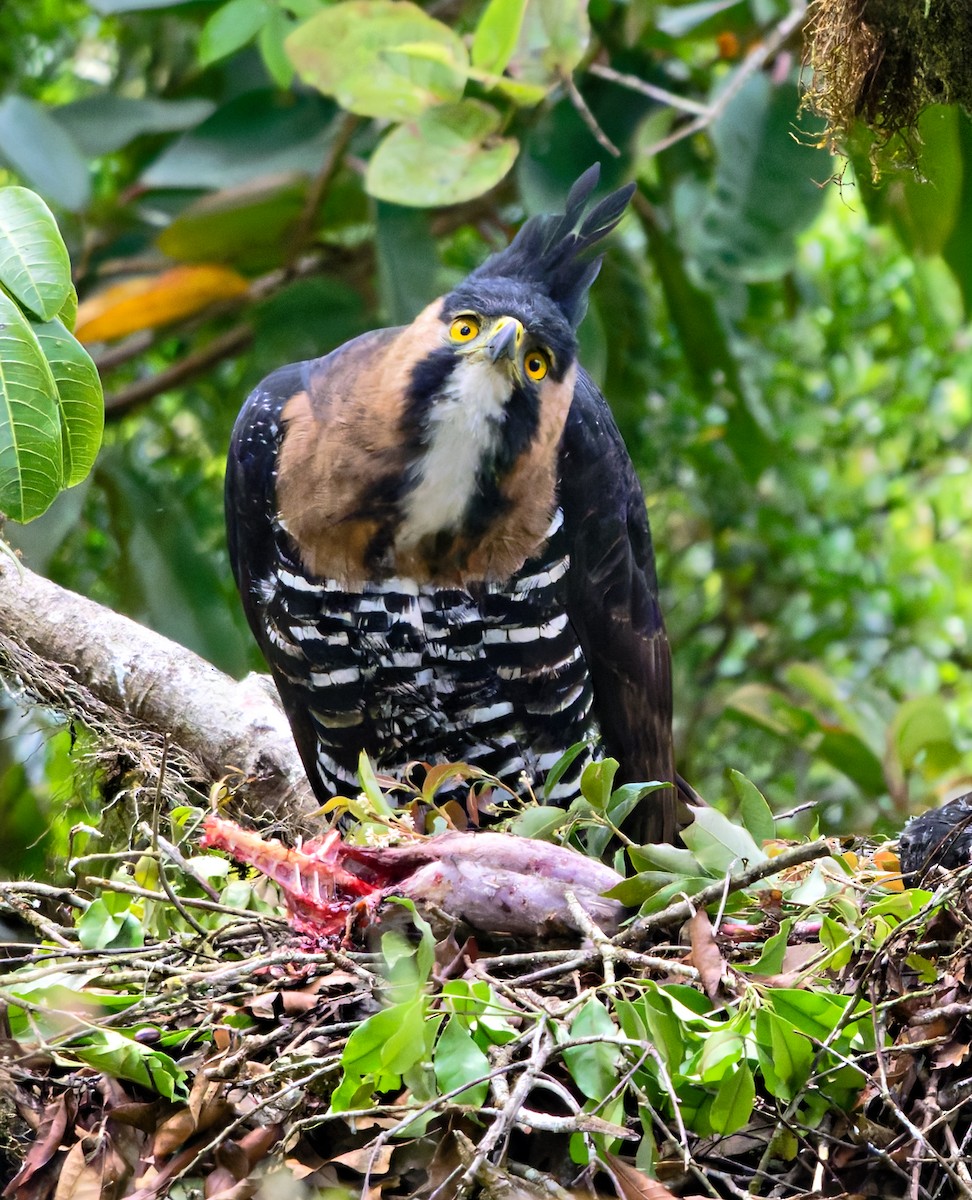 Ornate Hawk-Eagle - ML641411955