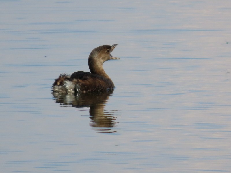 Pied-billed Grebe - ML641411956