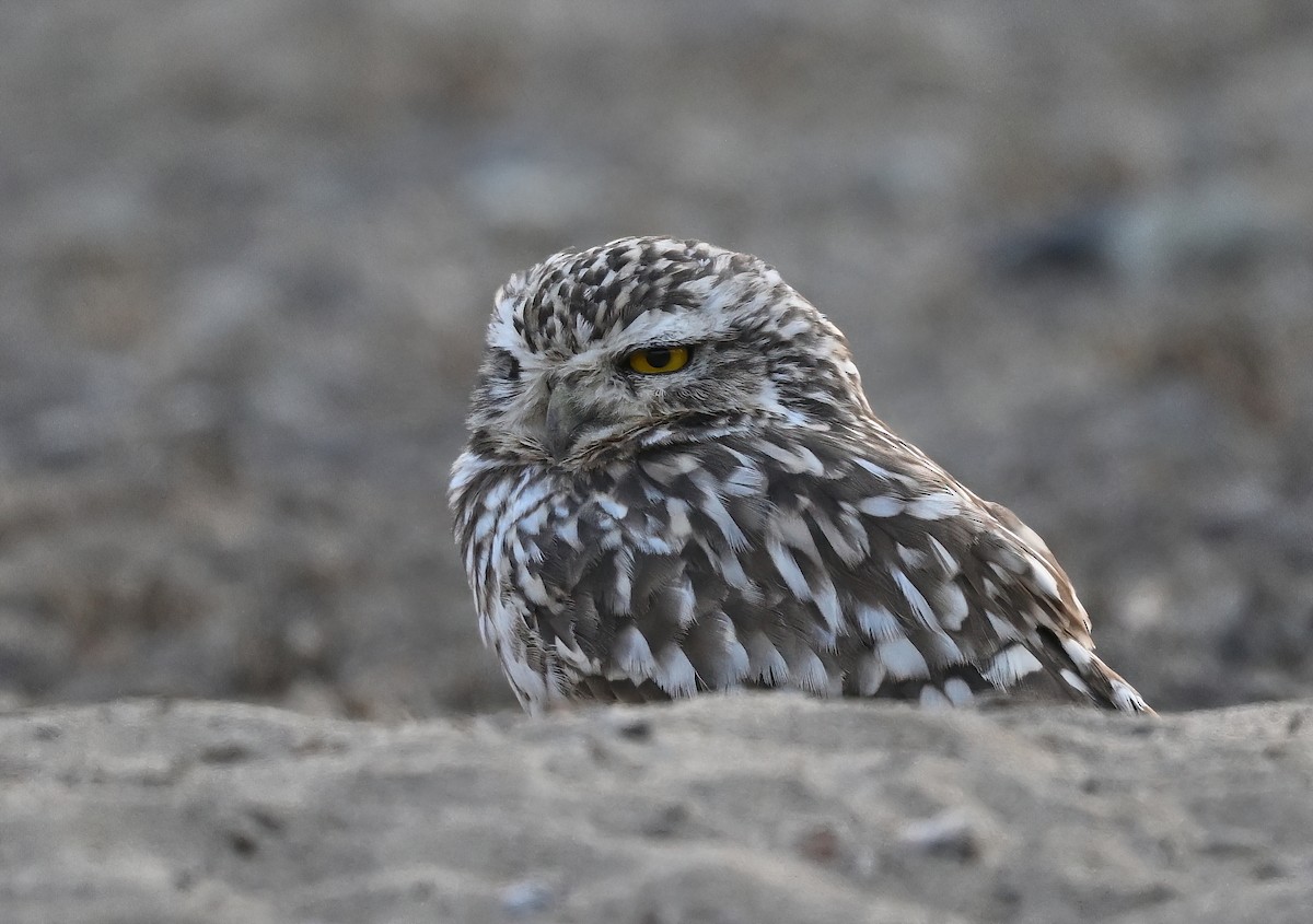 Burrowing Owl - ML641411959