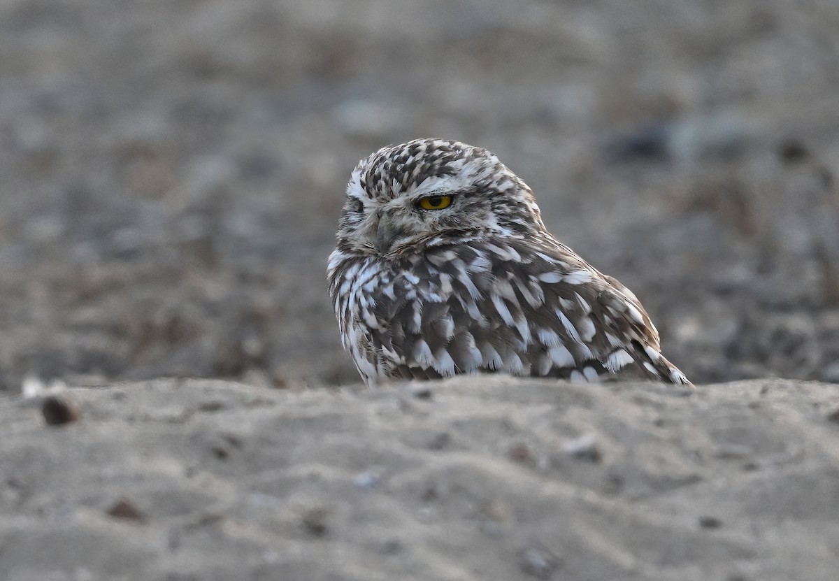 Burrowing Owl - ML641411960