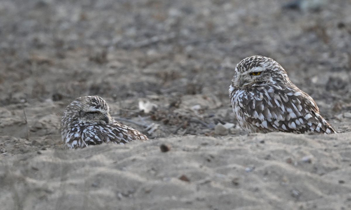Burrowing Owl - ML641411961