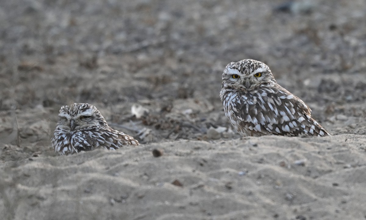 Burrowing Owl - ML641411962
