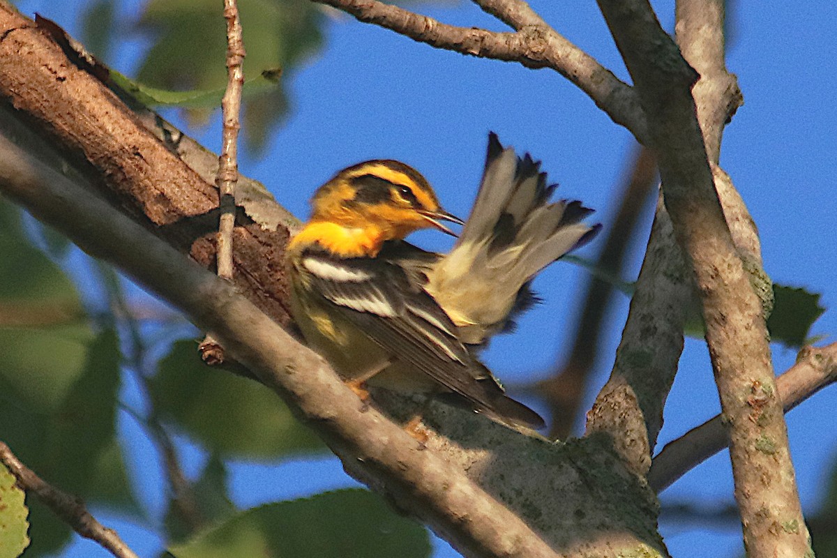Blackburnian Warbler - ML641411964