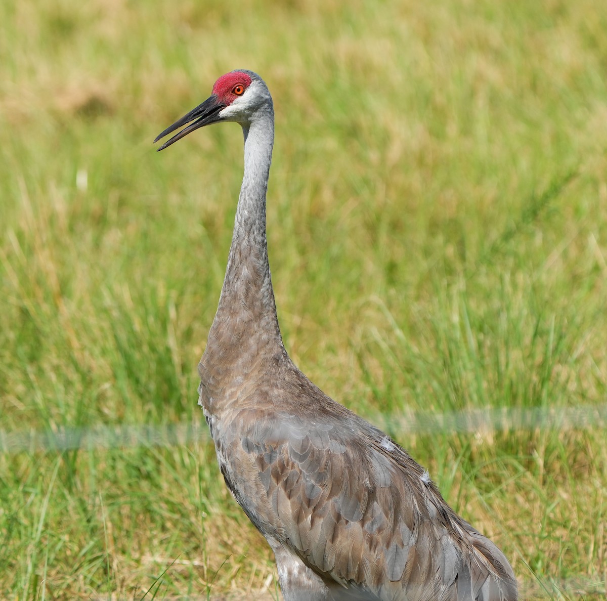 Sandhill Crane - ML641411967