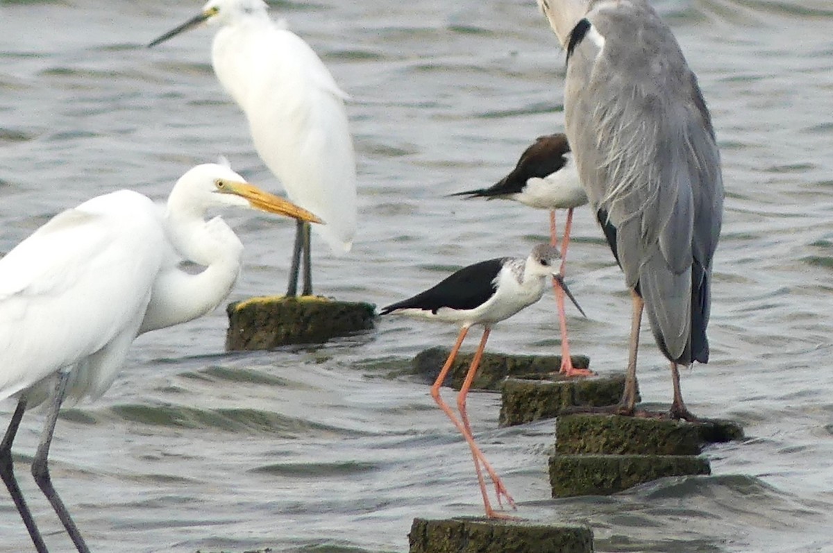 Black-winged Stilt - ML641411975